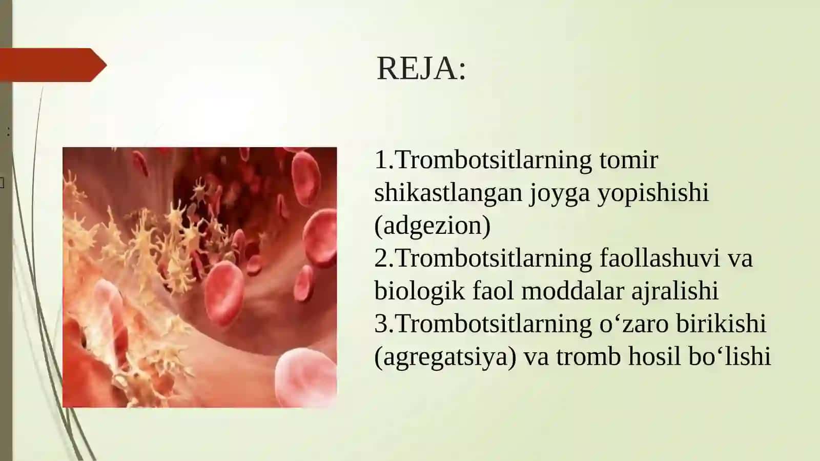 Trombotsitlarning gemostazdagi rolivatromb hosil bo‘lish jarayoni 2