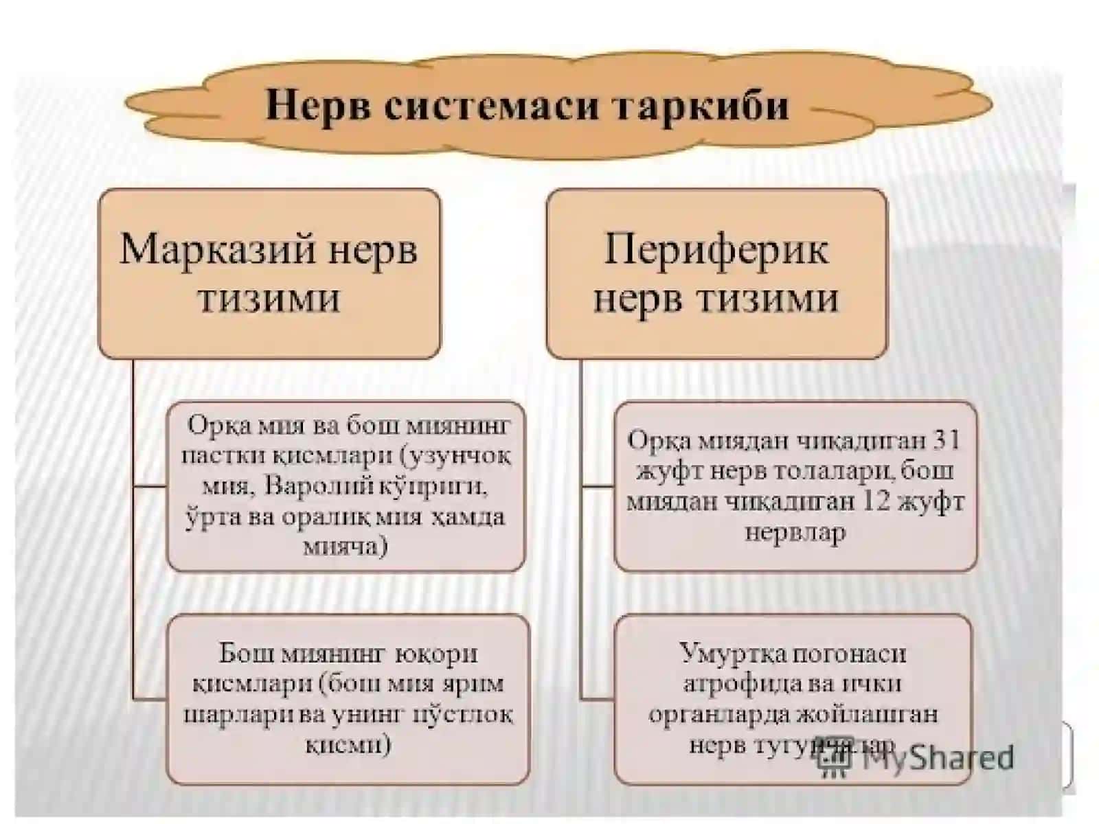 Markaziy asab tizimini tuzilishi 2