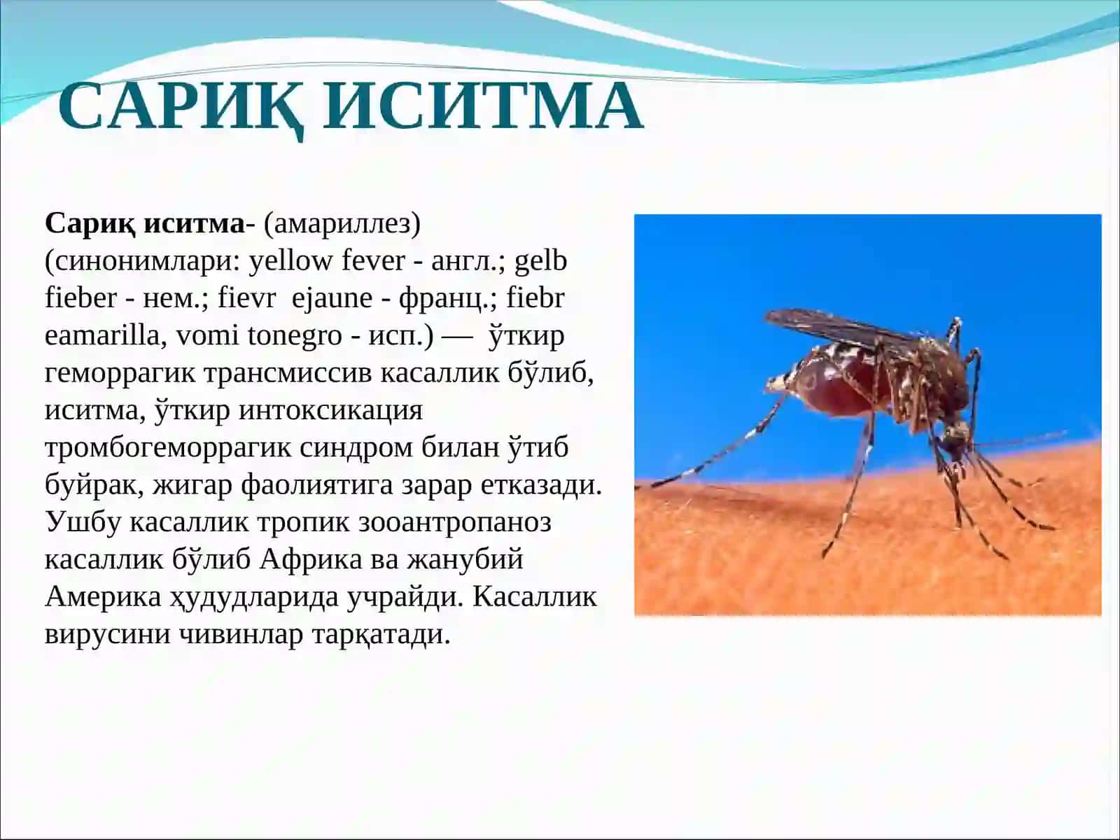 Сариқ иситма 2