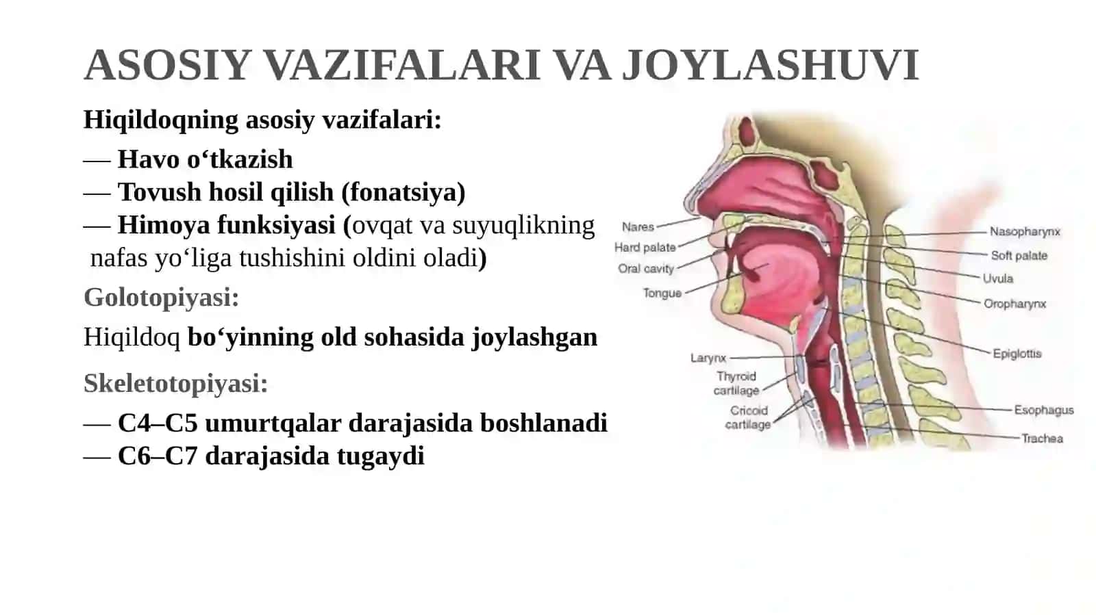 HIQILDOQ (LARYNX) 2
