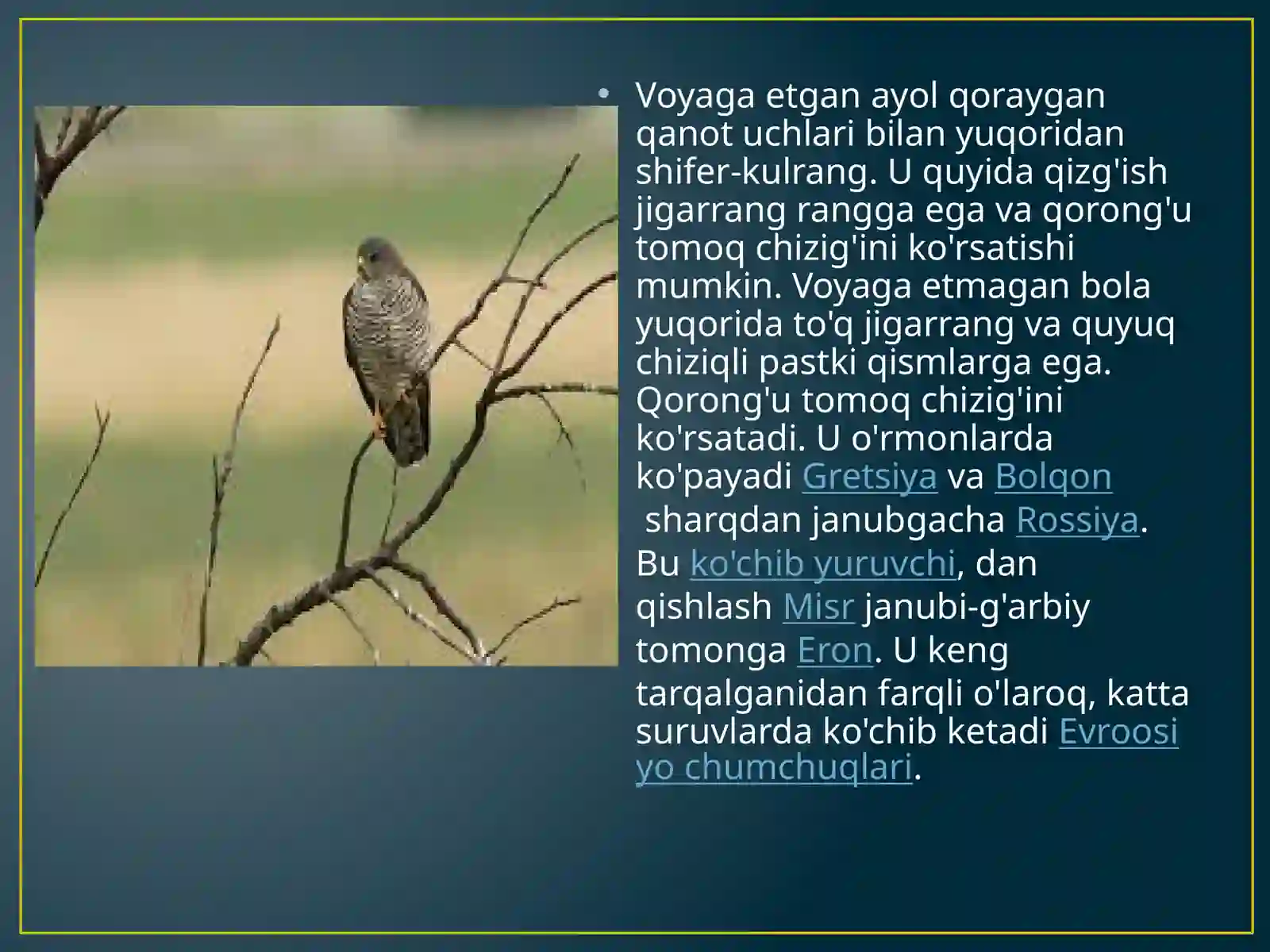 Accipiter brevipes kichik yirtqich qush 2