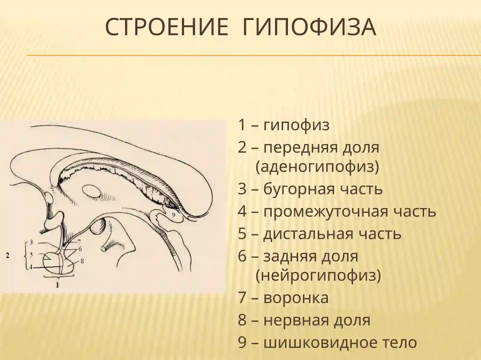 Гипофиз 2