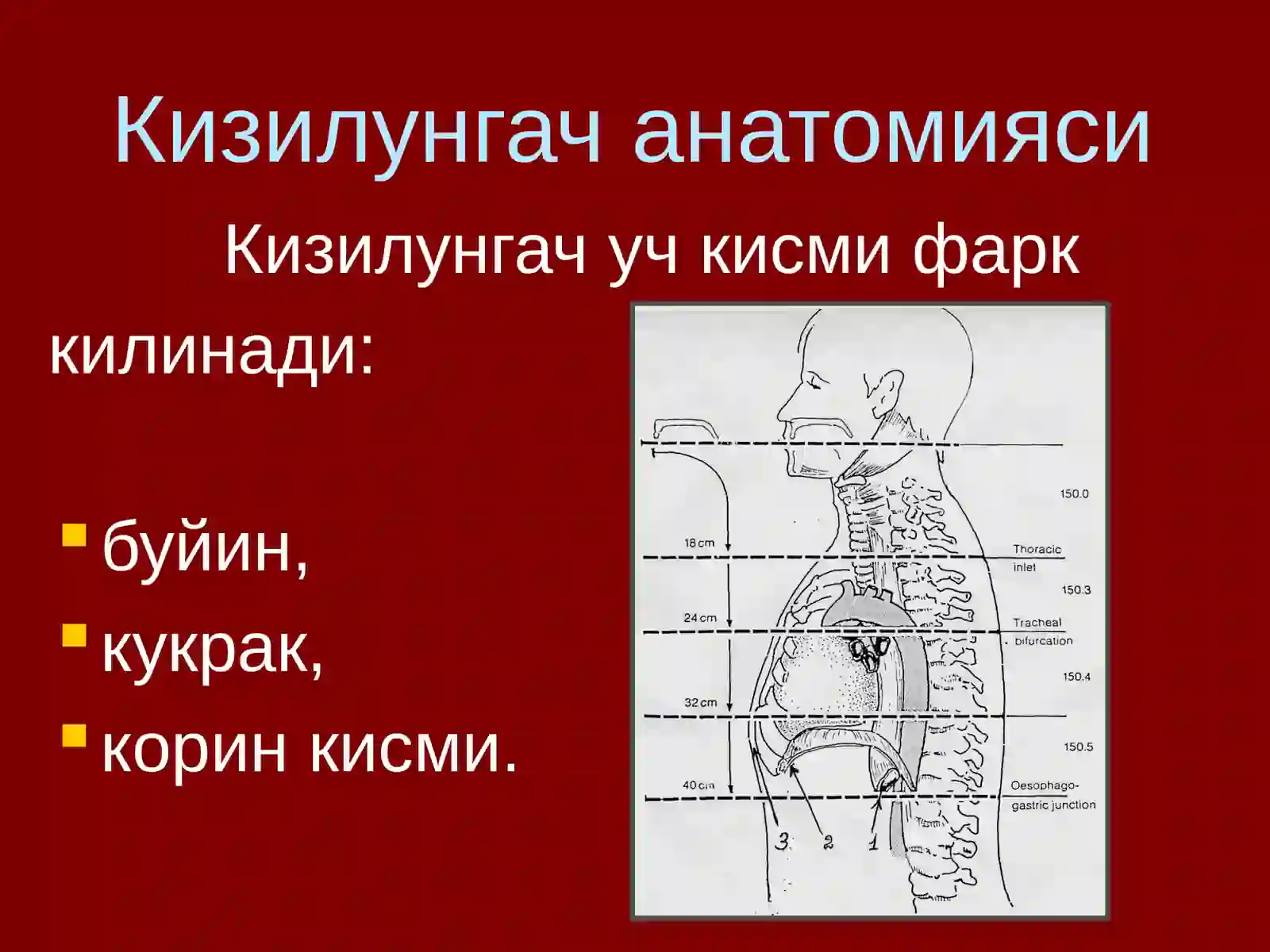 Кизилунгач саратони 2