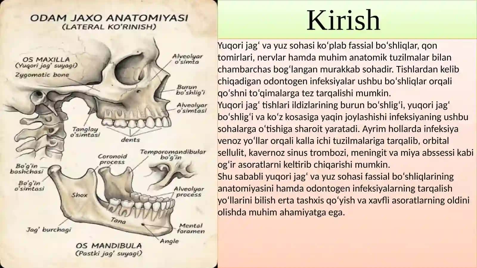 Yuqorijag‘vayuz sohasi fassial bo‘shliqlari ning anatomiyasi 2