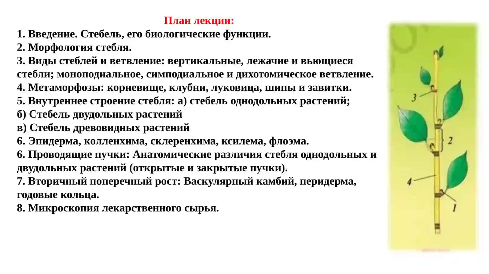 Морфология стебля 2