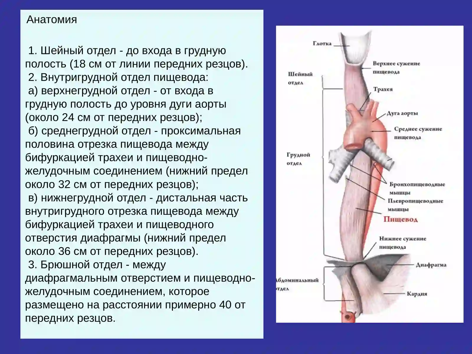 Рак пищевода 2