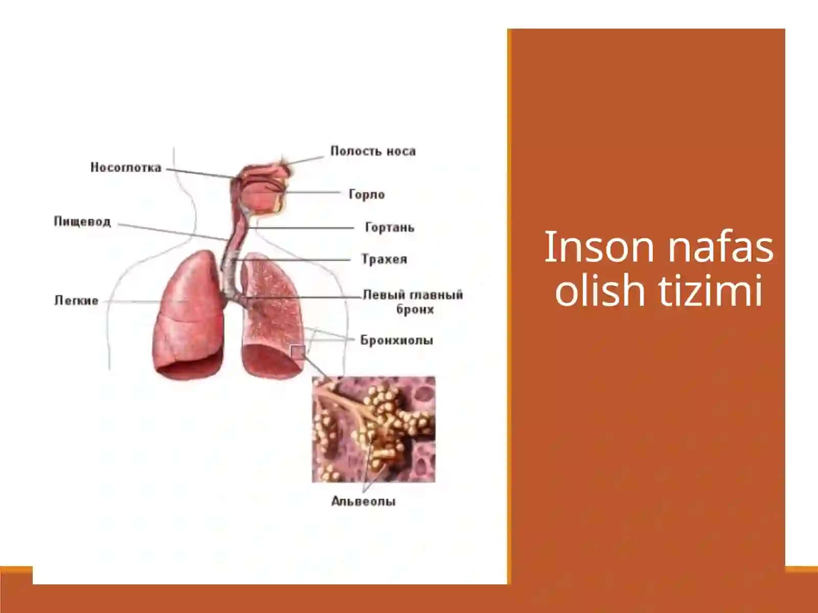 Balg'amning fizik-kimyoviy xossalarini tadqiq qilish 2