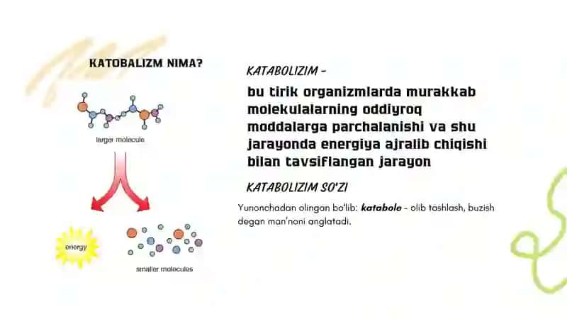 katabolizm 2