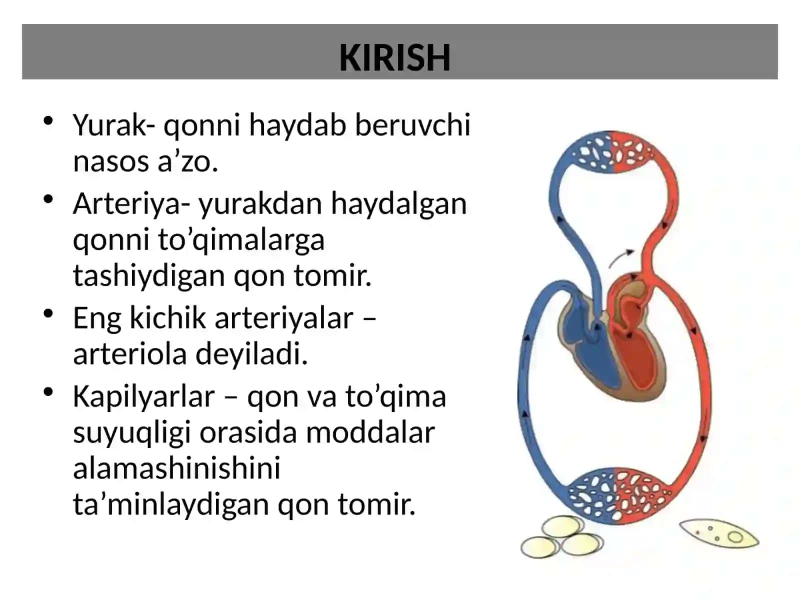 KARDIOVASKULAR SISTEMA 2