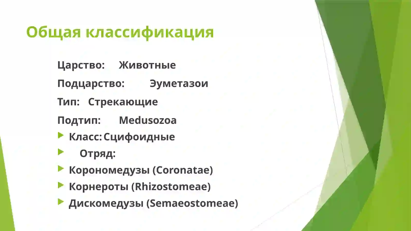 Сцифоидные медузы 2