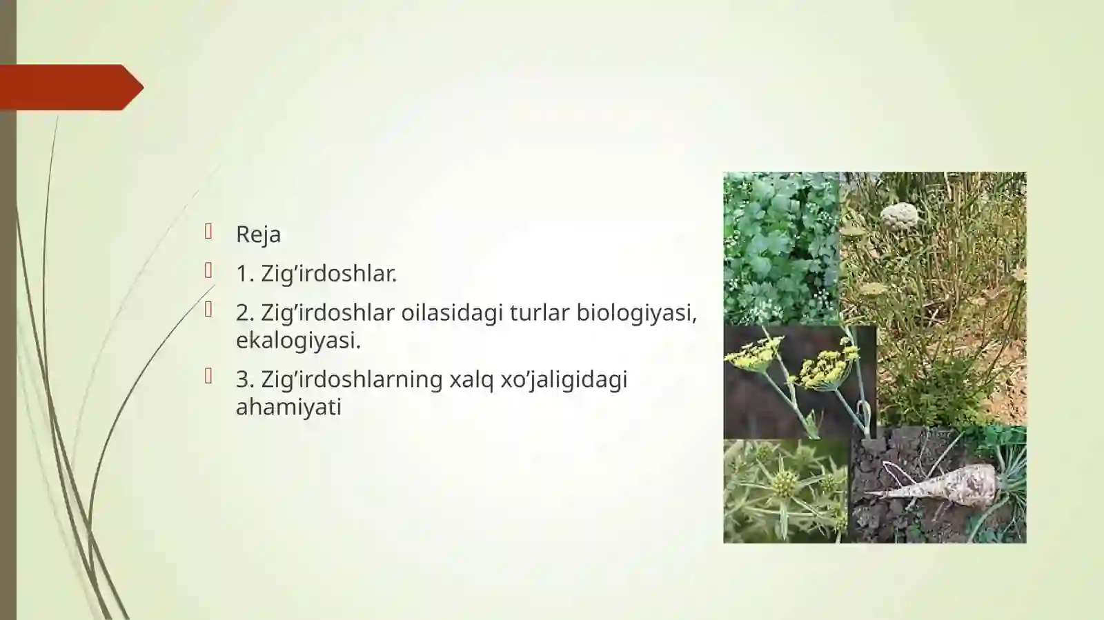 Zig’irdoshlar Linaceae oilasidagi turlar biologiyasi, ekalogiyasi, areali xalq xo’jaligidagi ahamiyati 2