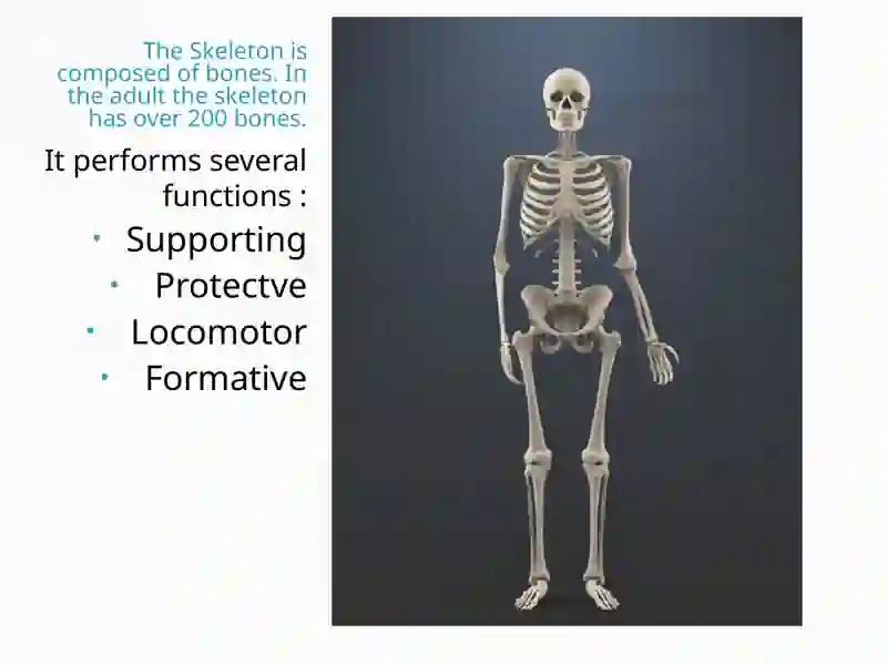 Skeleton 2