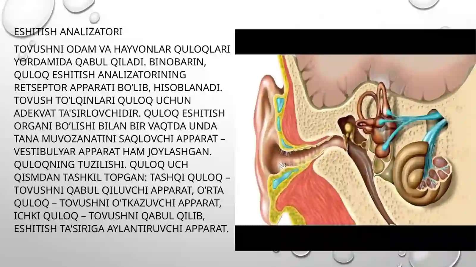 GISTOLOGIYA, SITOLOGIYA, EMBROLOGIYA 2