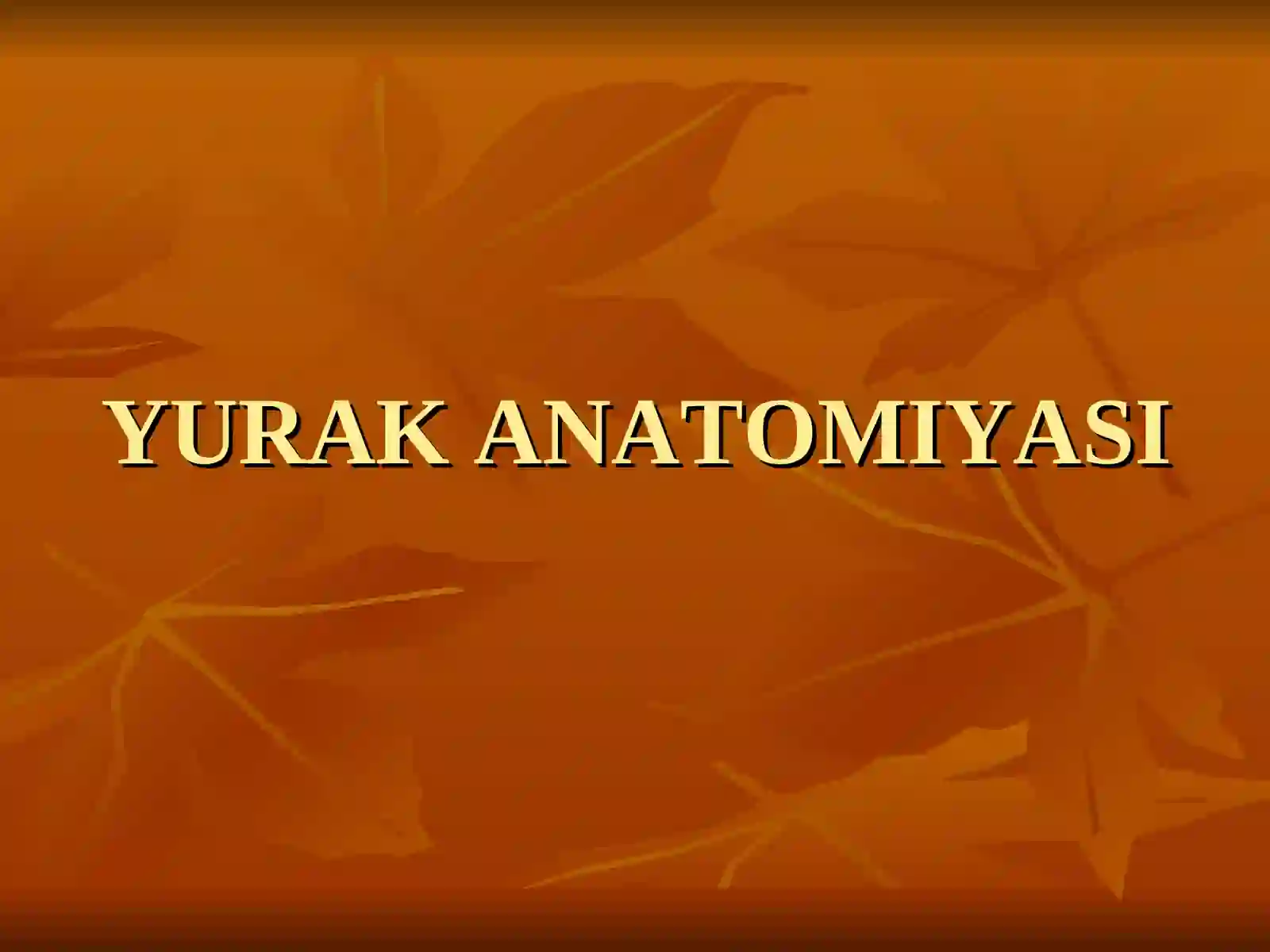 YURAK ANATOMIYASI 2