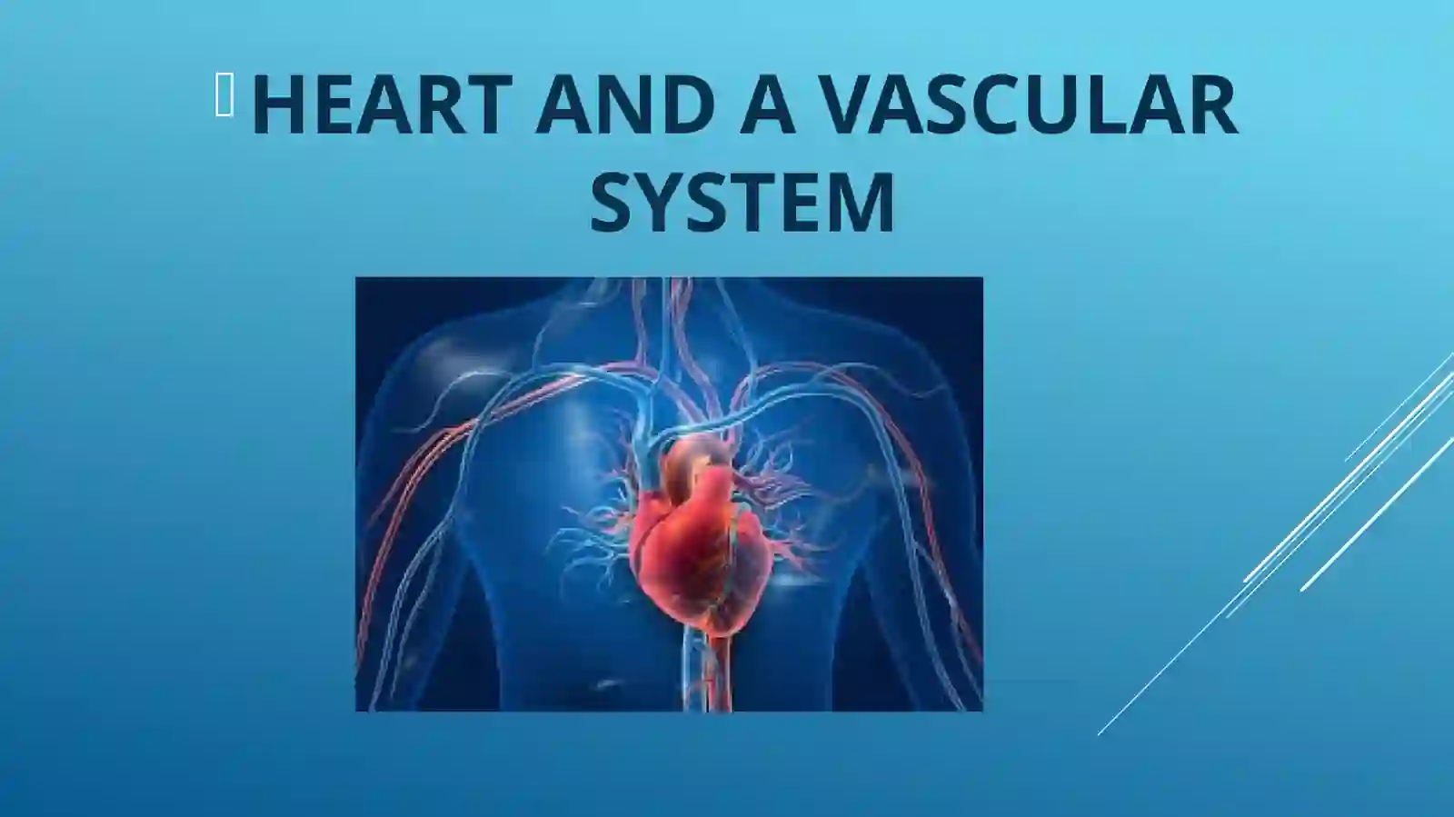 HEART AND A VASCULAR SYSTEM 2