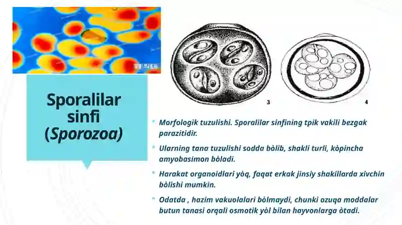 SPORALILAR SINFI 2