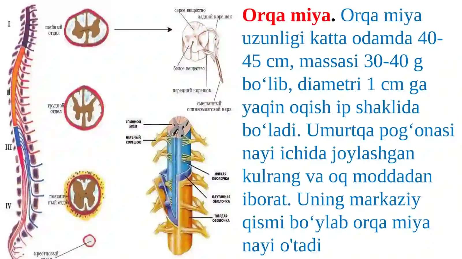Orqamiyaning tuzilishi va funksiyasi 2