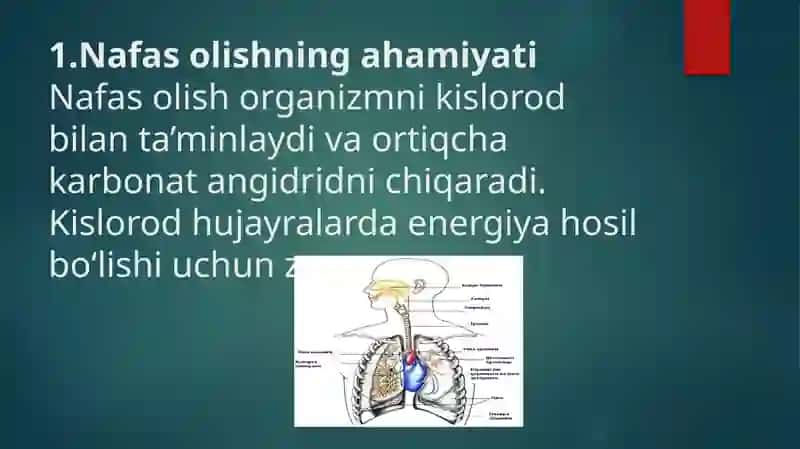 Nafas olish organlari tuzilishi, filogenezi va ahamiyati 2