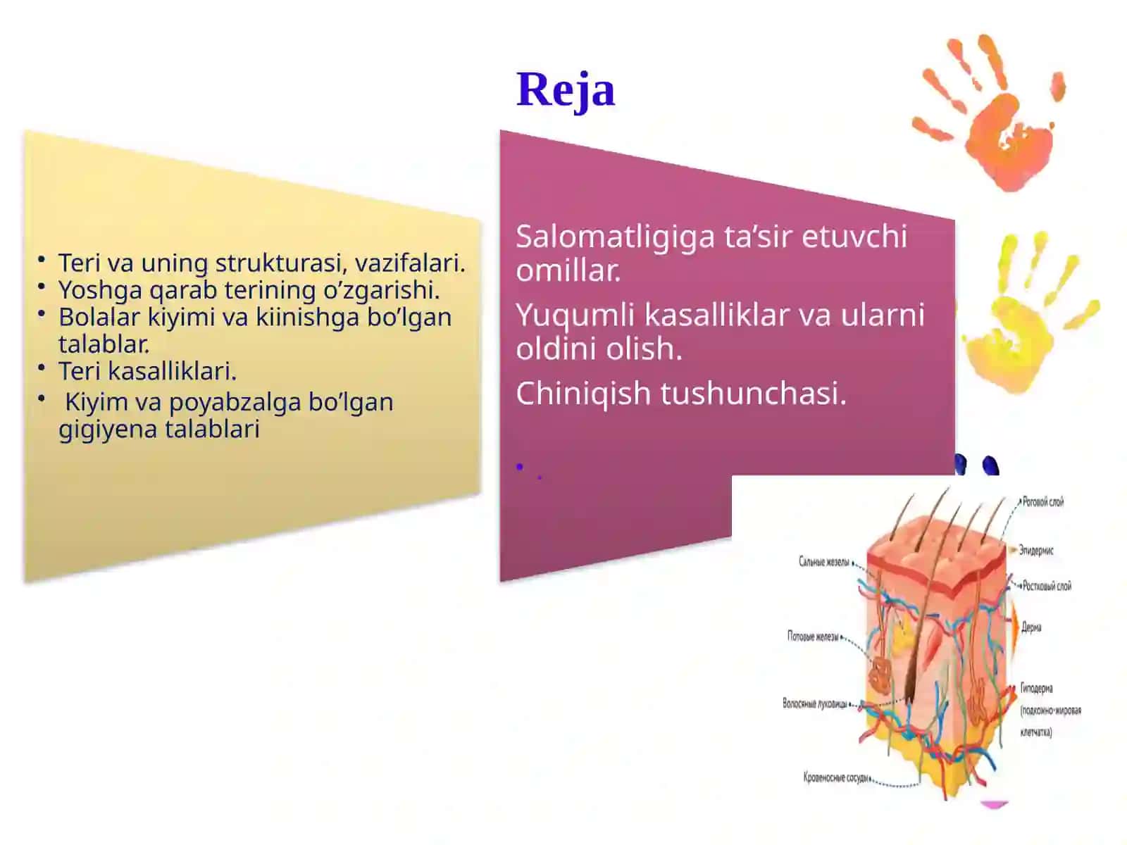 Teri analizatorining yoshga oid xususiyati va gigiyenasi. Bolalar va o’smirlar salomatligiga ta’sir etuvchi omillar 2