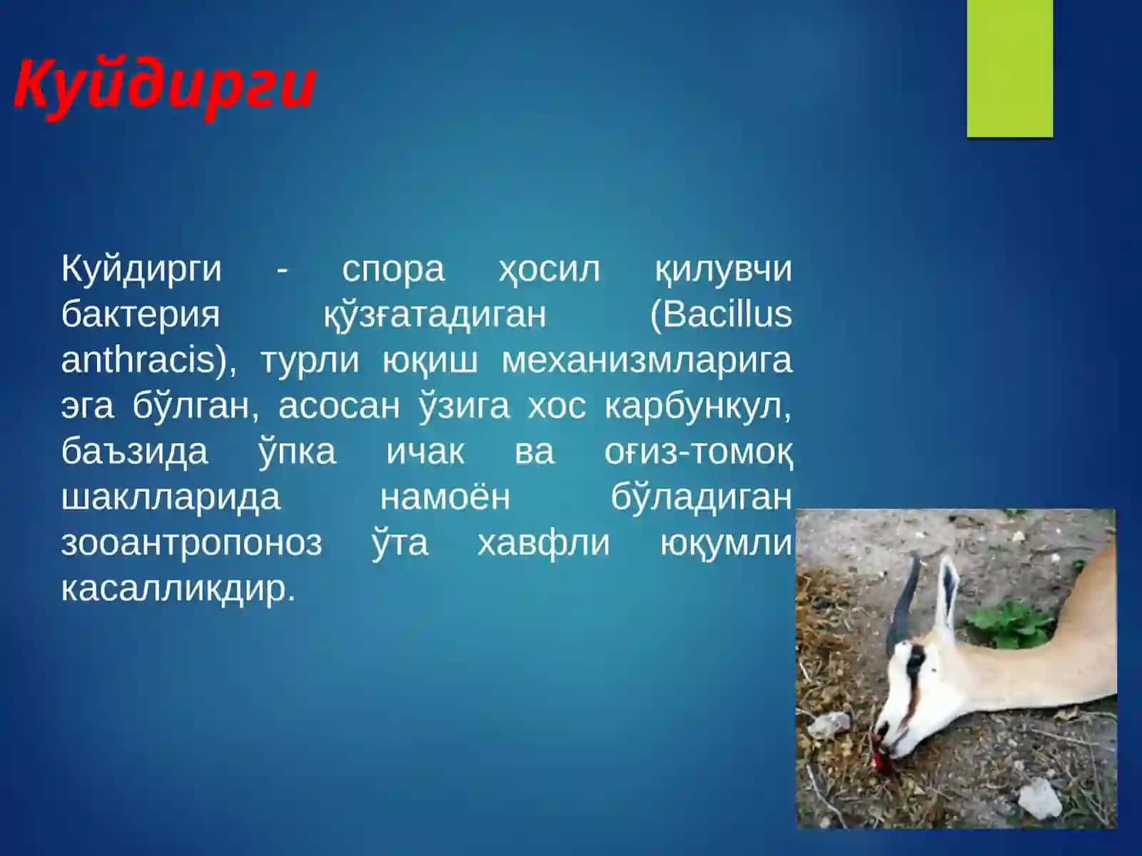 Kuydirgi 2