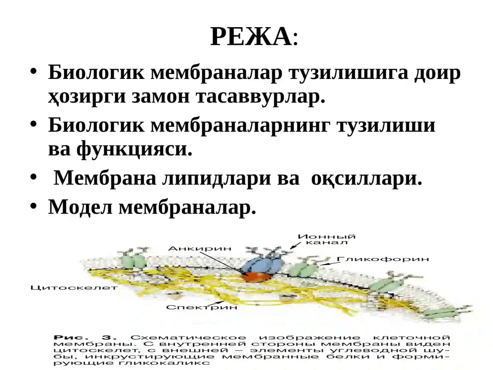 Биологик мембраналартузилиши ва функцияси 2