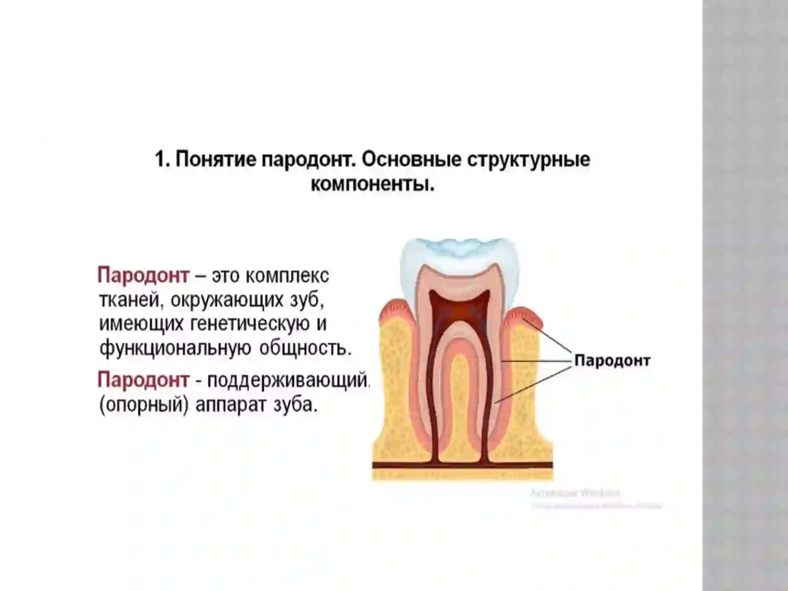 Строение тканей пародонта 2