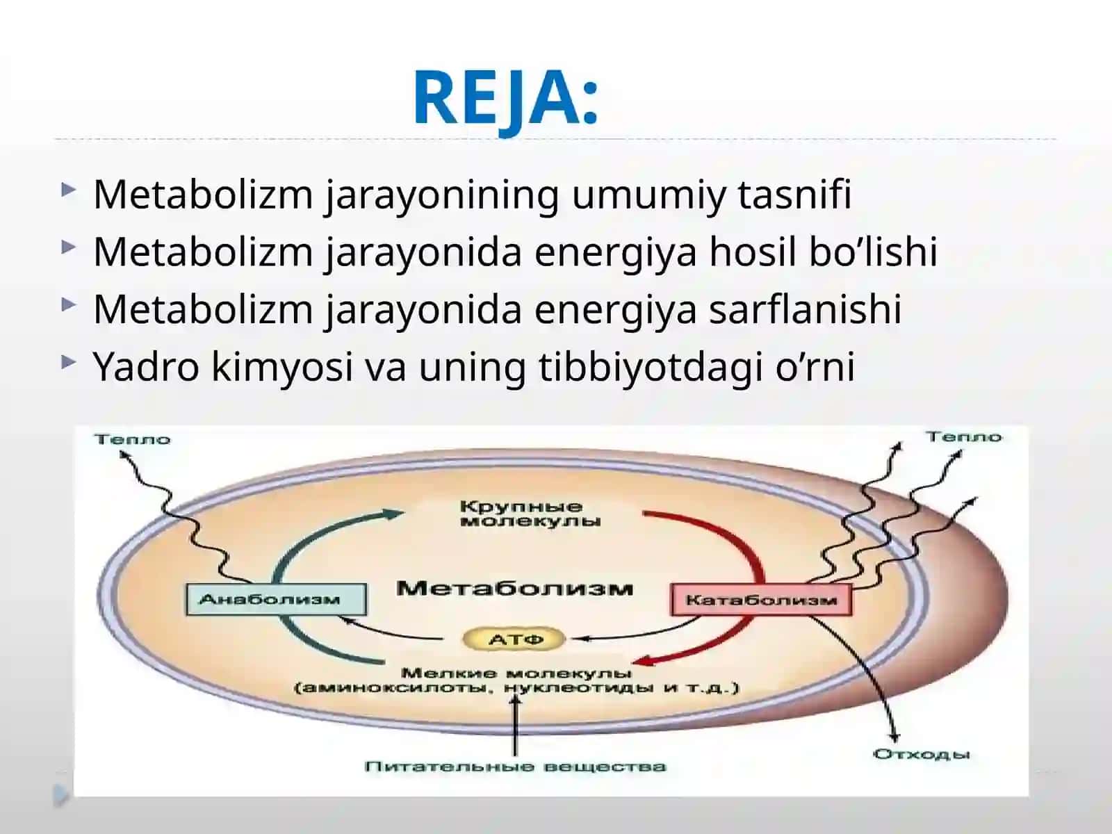 Metabolizm jarayoni 2
