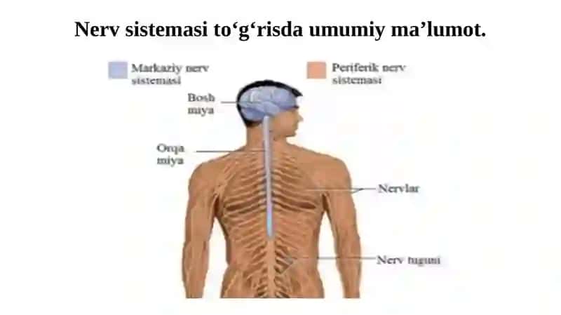 Orqa miya tuzilishi va funktsiyasi 2