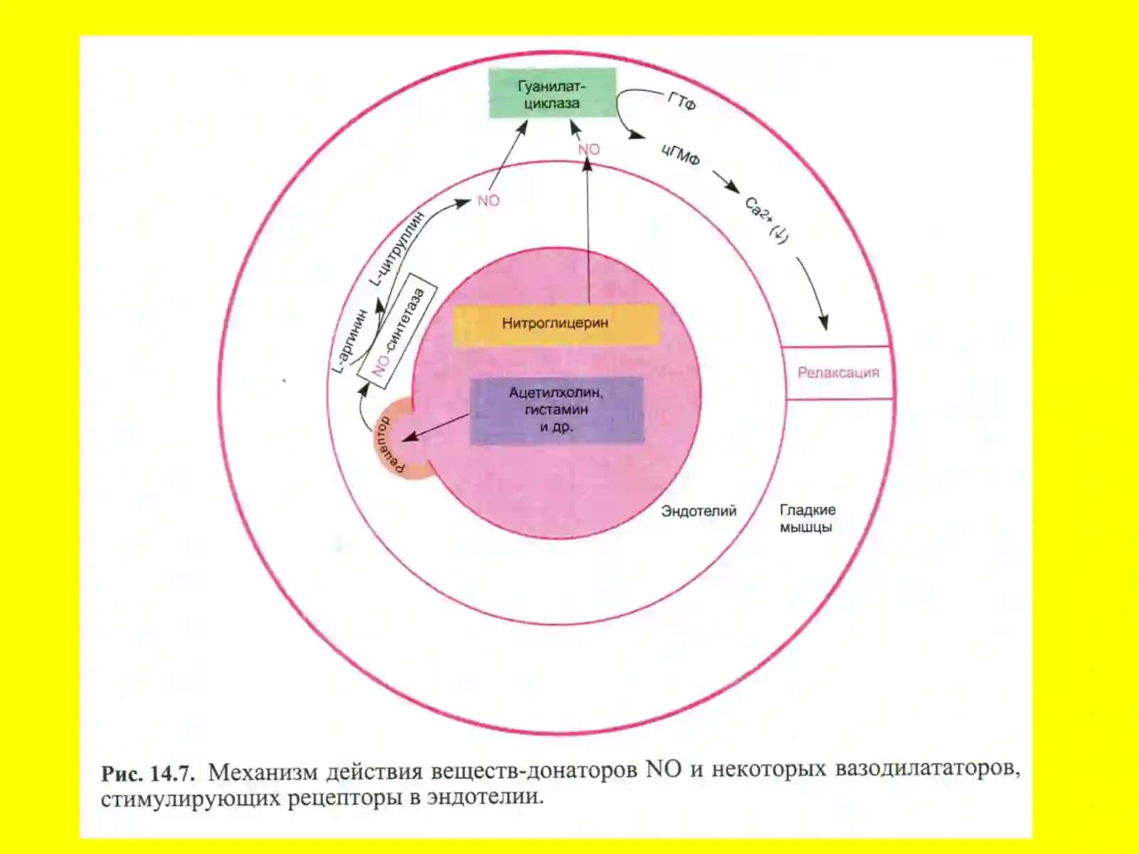 Короналар қон етишмовчилиги 2