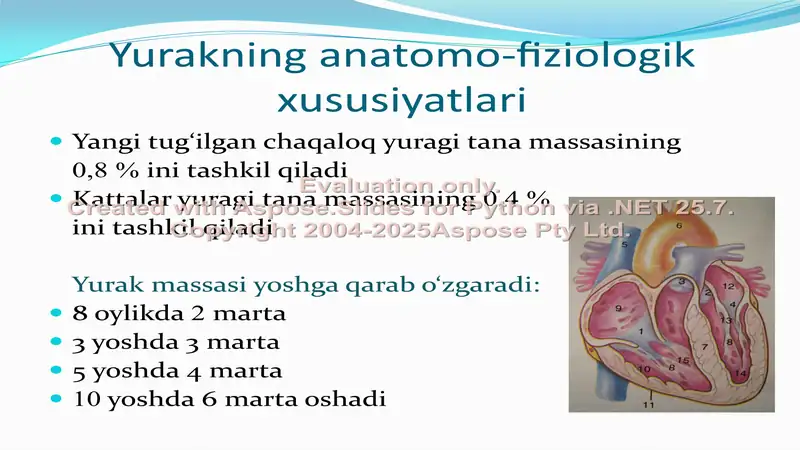 BOLALARDA YURAK-QON TOMIR TIZIMINING ANATOMO-FIZIOLOGIK XUSUSIYATLARI 2