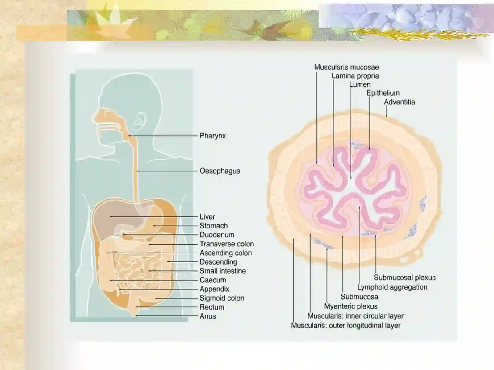 SURUNKALI GASTRIT 2