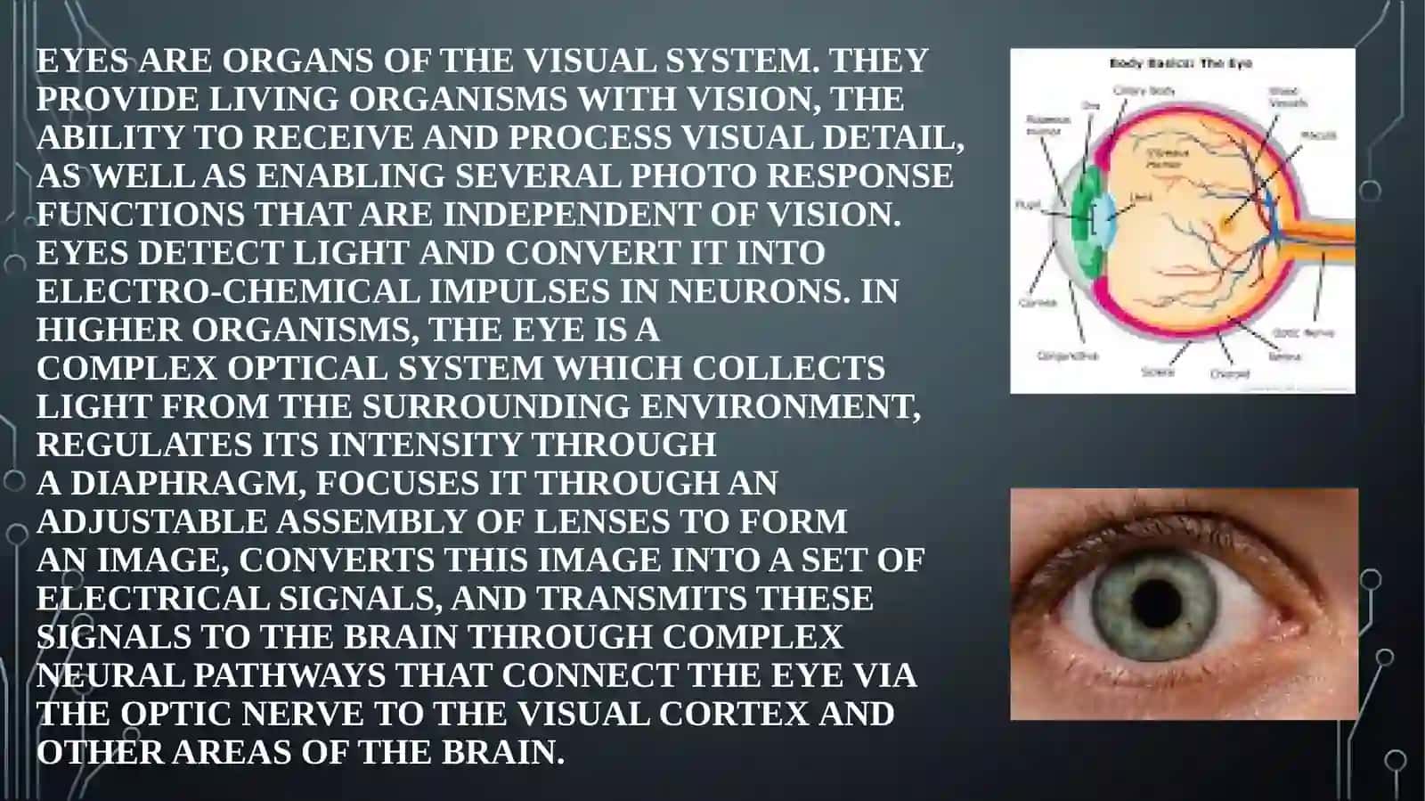 PARTS OF THE HUMAN BODY 2