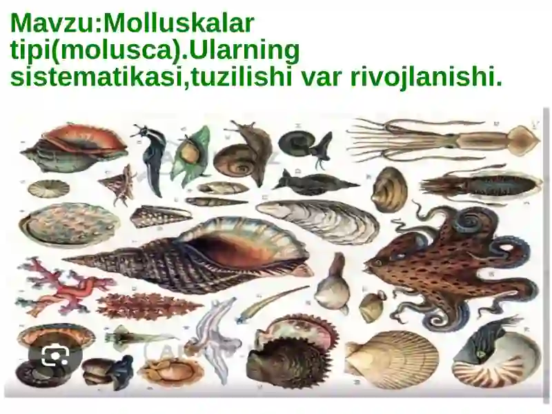 Moluskalar tipi (Mollusca) 2
