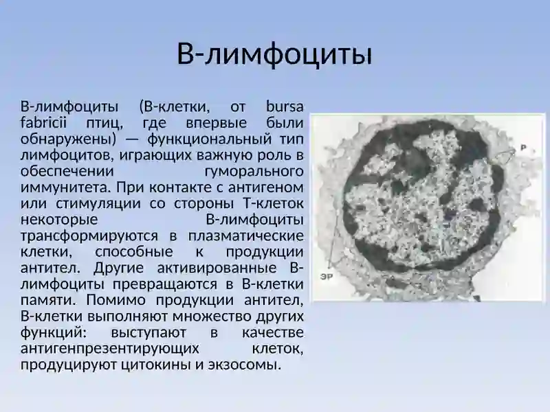 B-лимфоциты 2