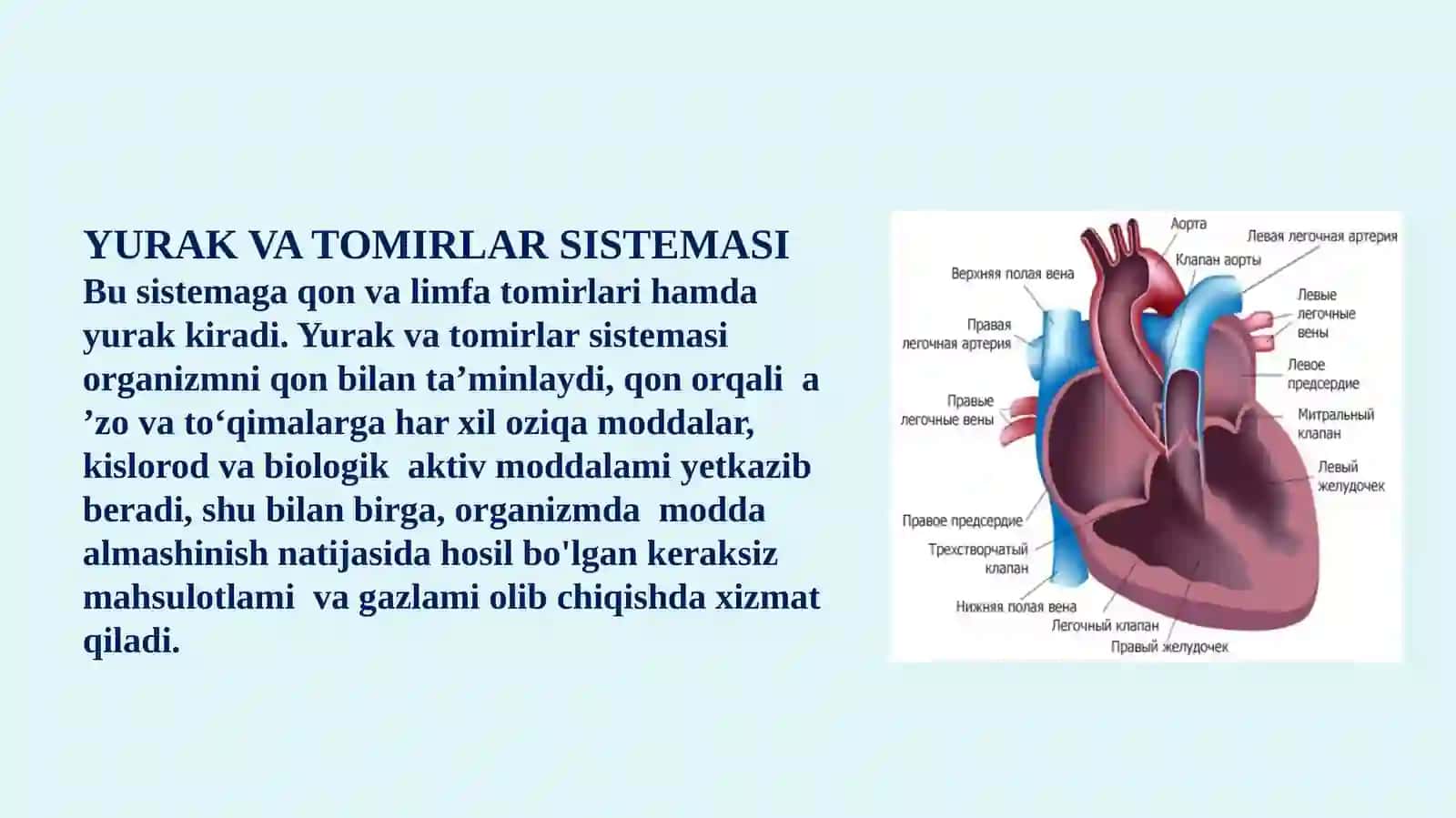 Yurakning rivojlanish nuqsonlari 2