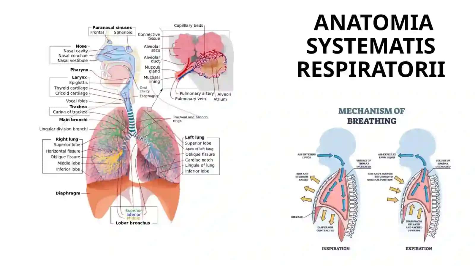 ANATOMIA SYSTEMATIS RESPIRATORII 2