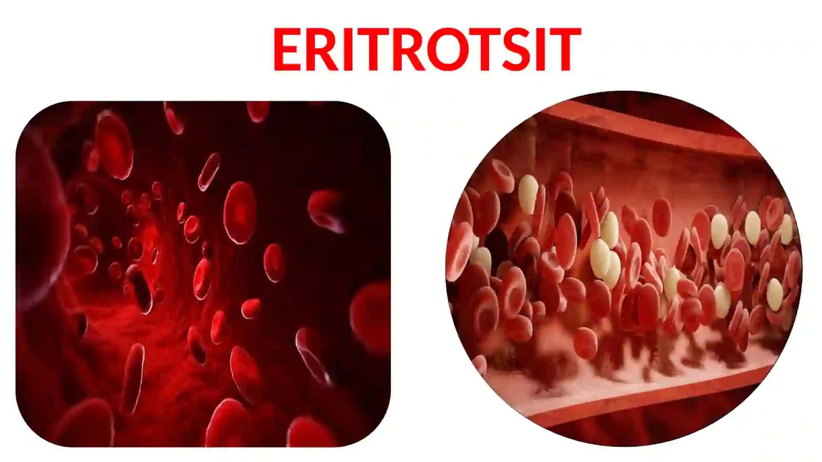 ERITROTSITLAR FIZIOLOGIYASI. GEMOGLABIN ERITROTSIT 2