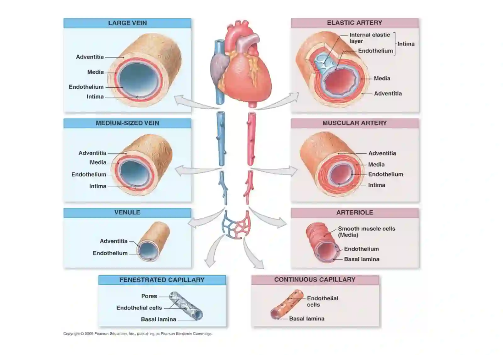 Cardiovascular system 2