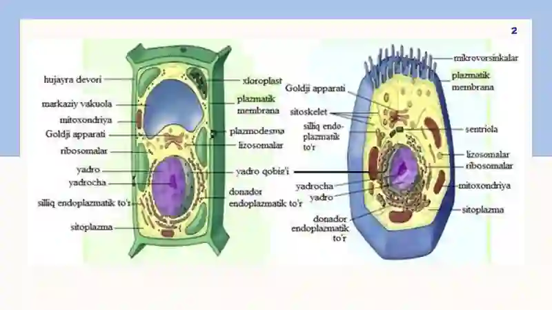 Hujayra organoidlari; 2