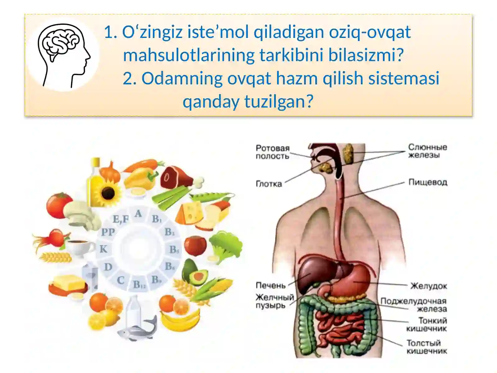 ODAMNING OVQAT HAZM QILISH SISTEMASI 2
