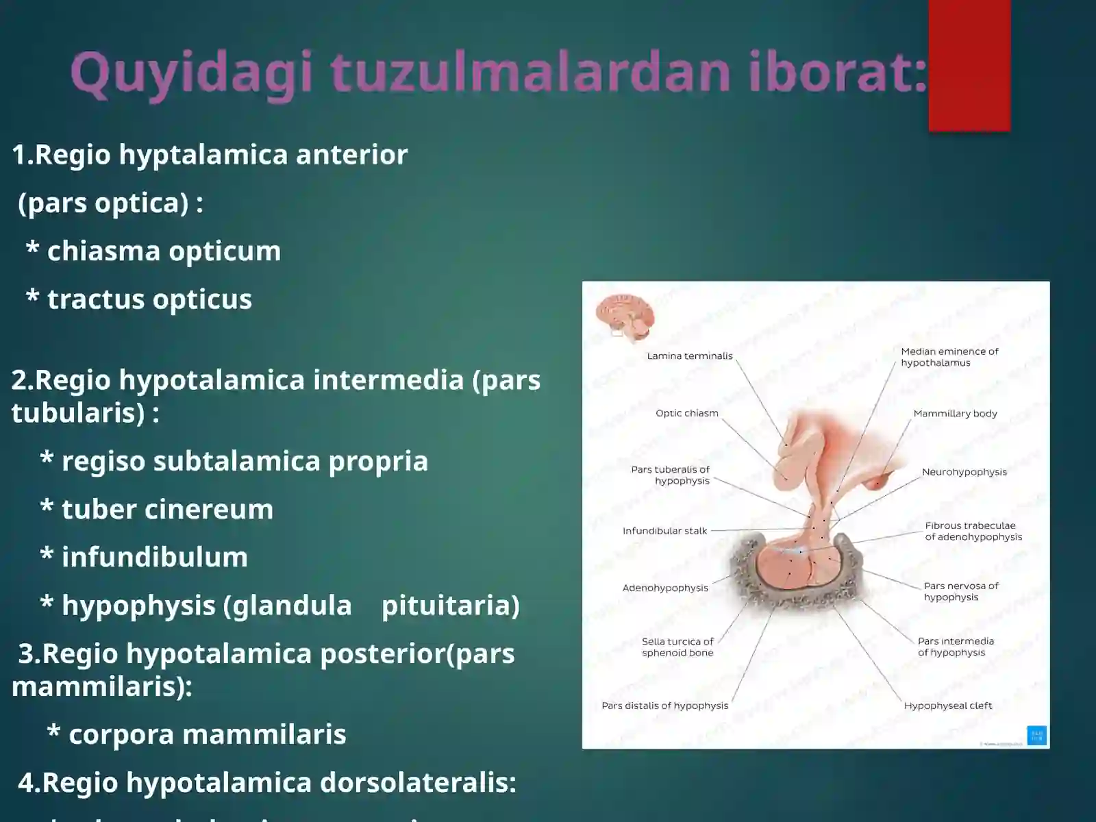 Hypotalamus 2