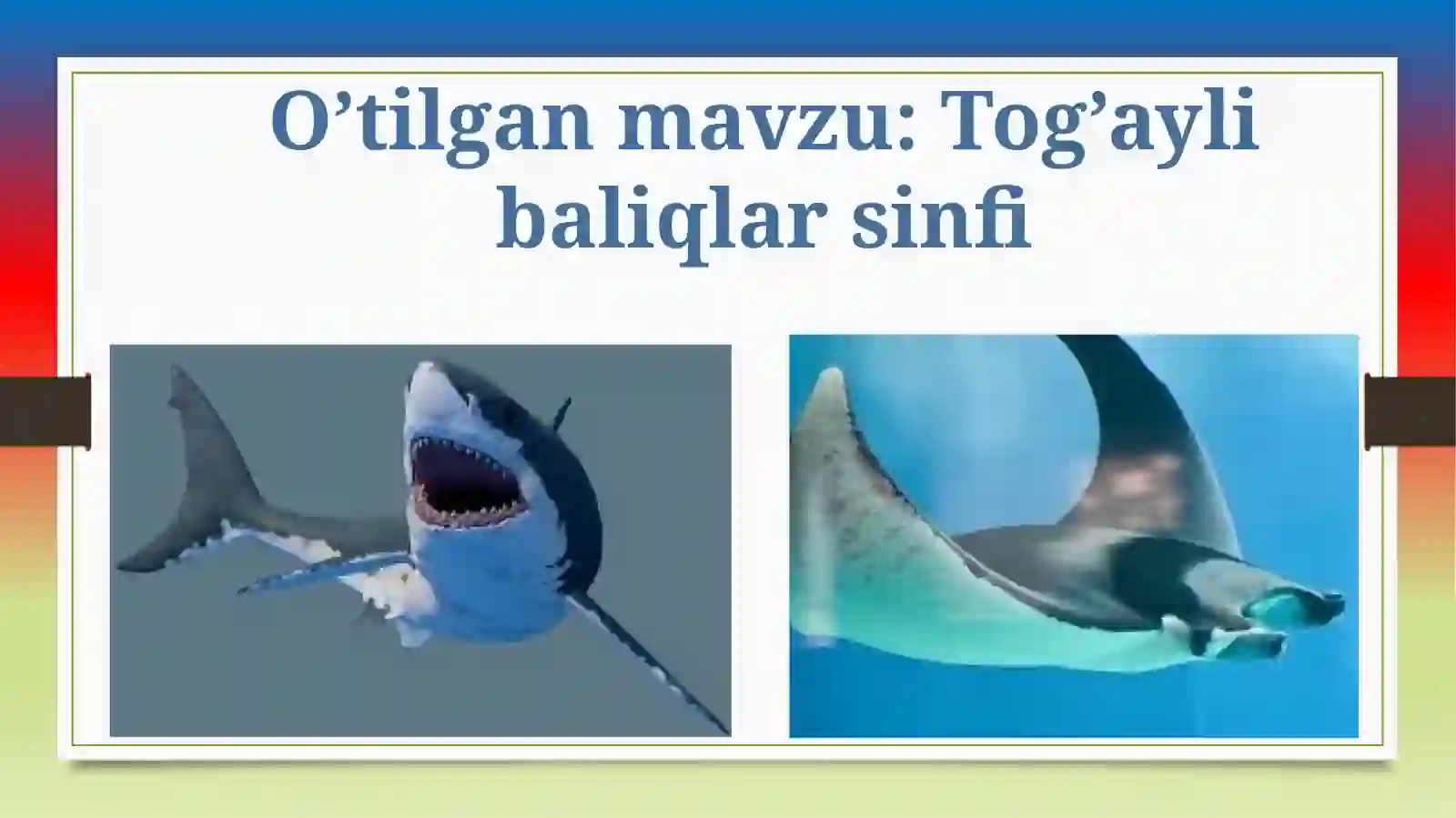 Tog’ayli baliqlar sinfi 2