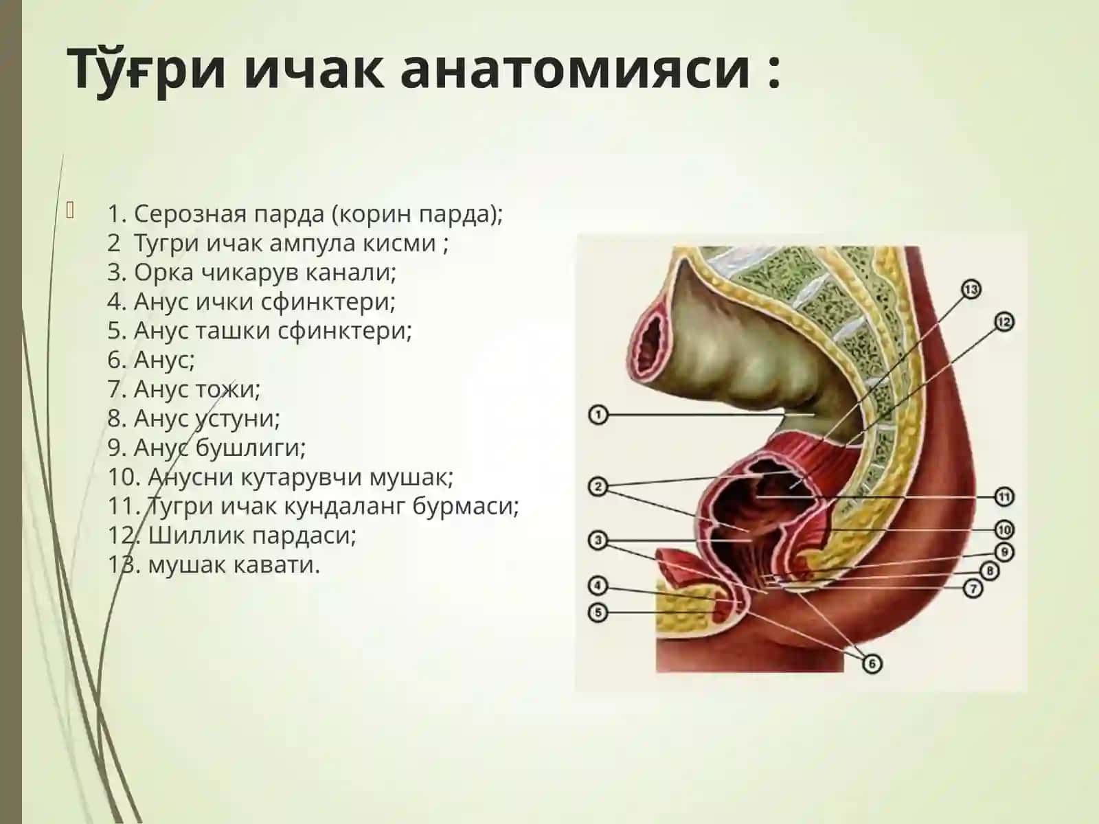 Тўғри ичак анатомияси: 2