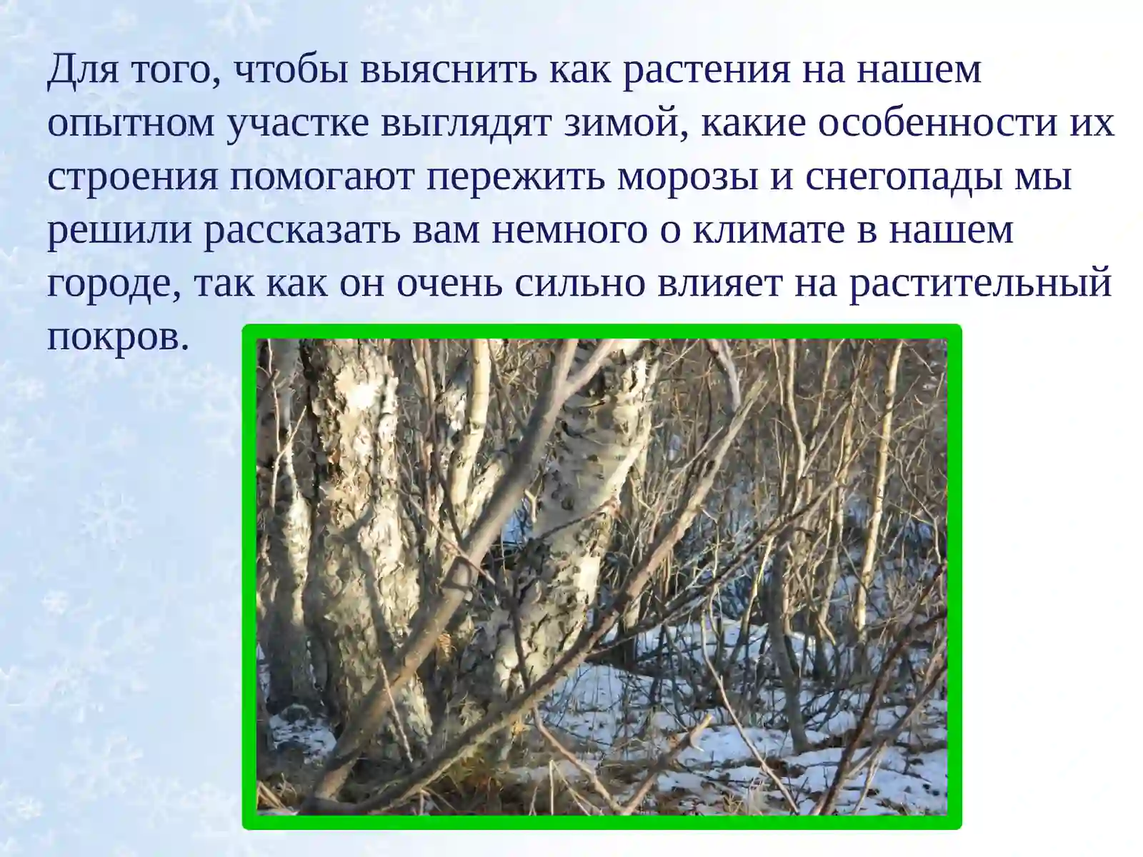Растения зимой 2