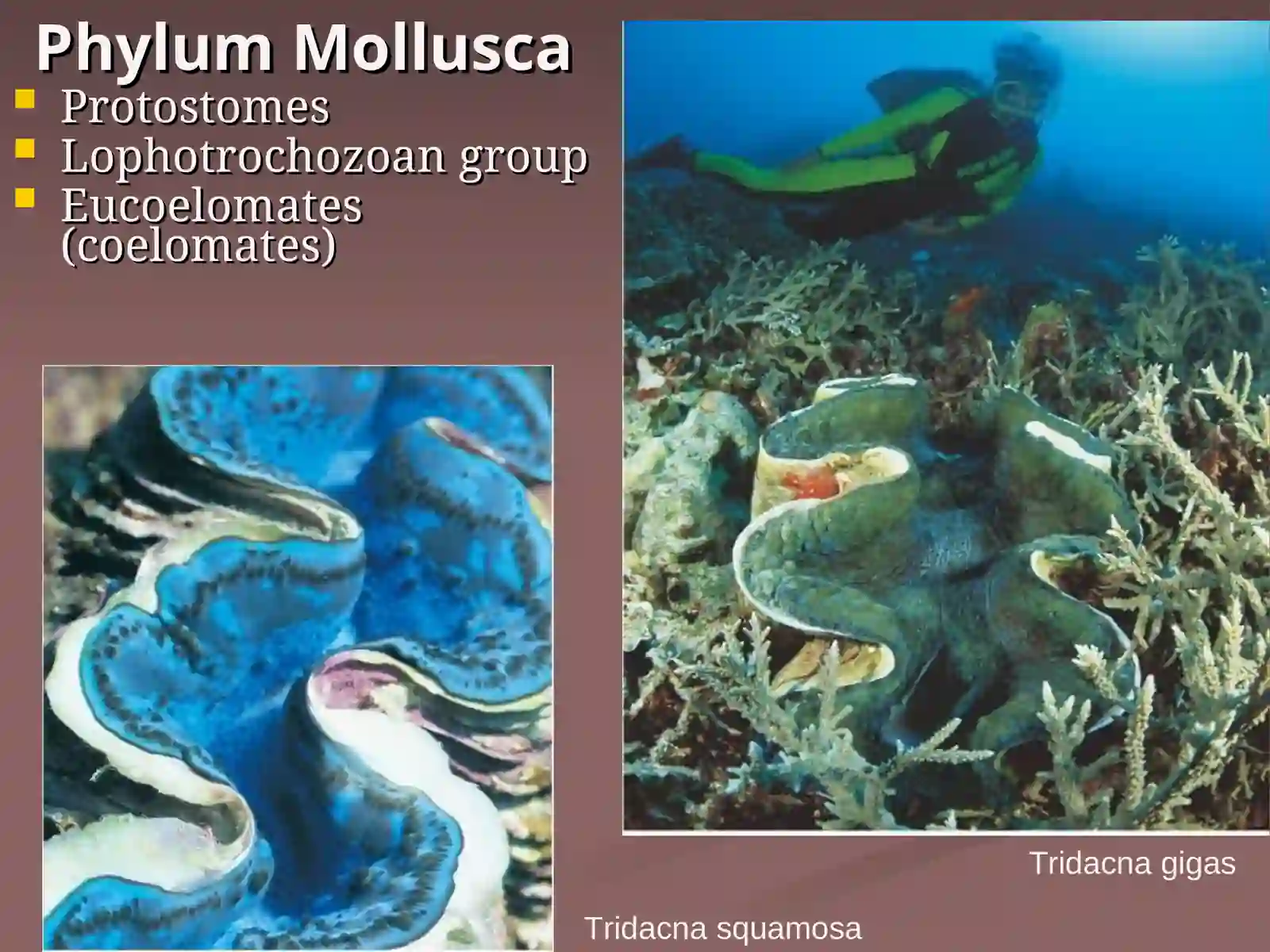 Phylum Mollusca 2