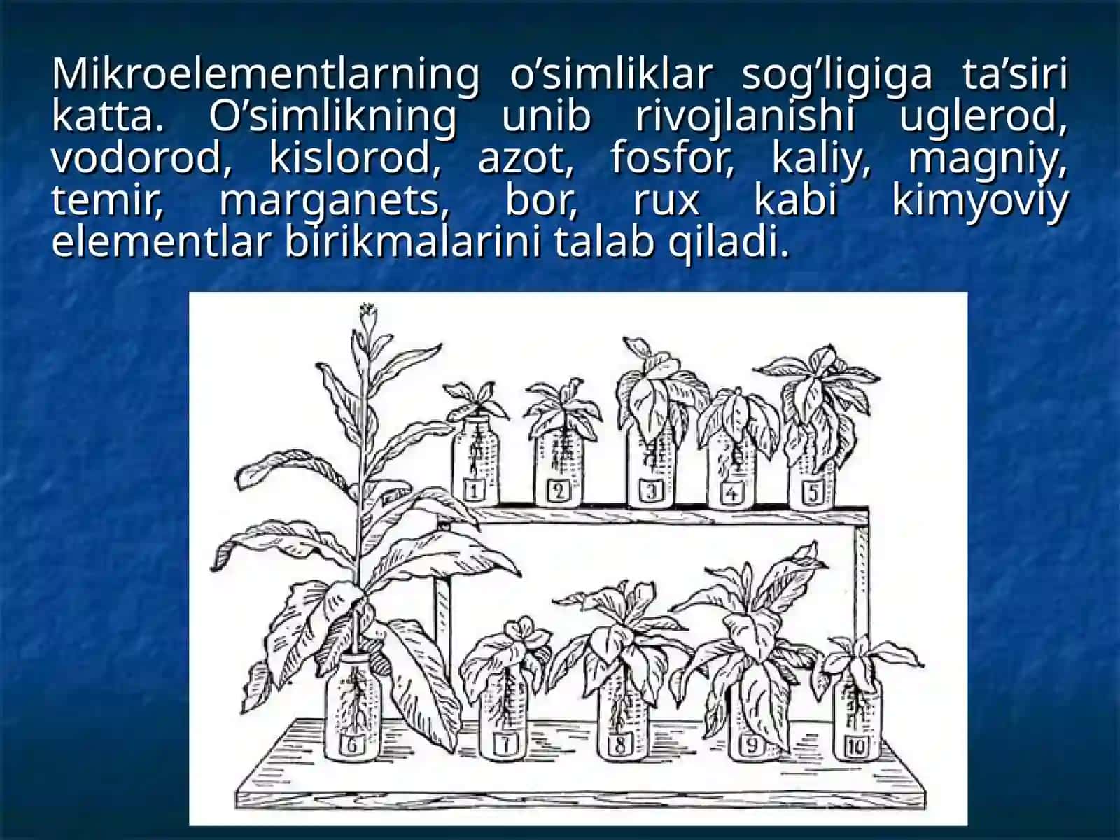 O’simliklarda uchraydigan fosforitlar va ularning hayotiy ahamiyati 2