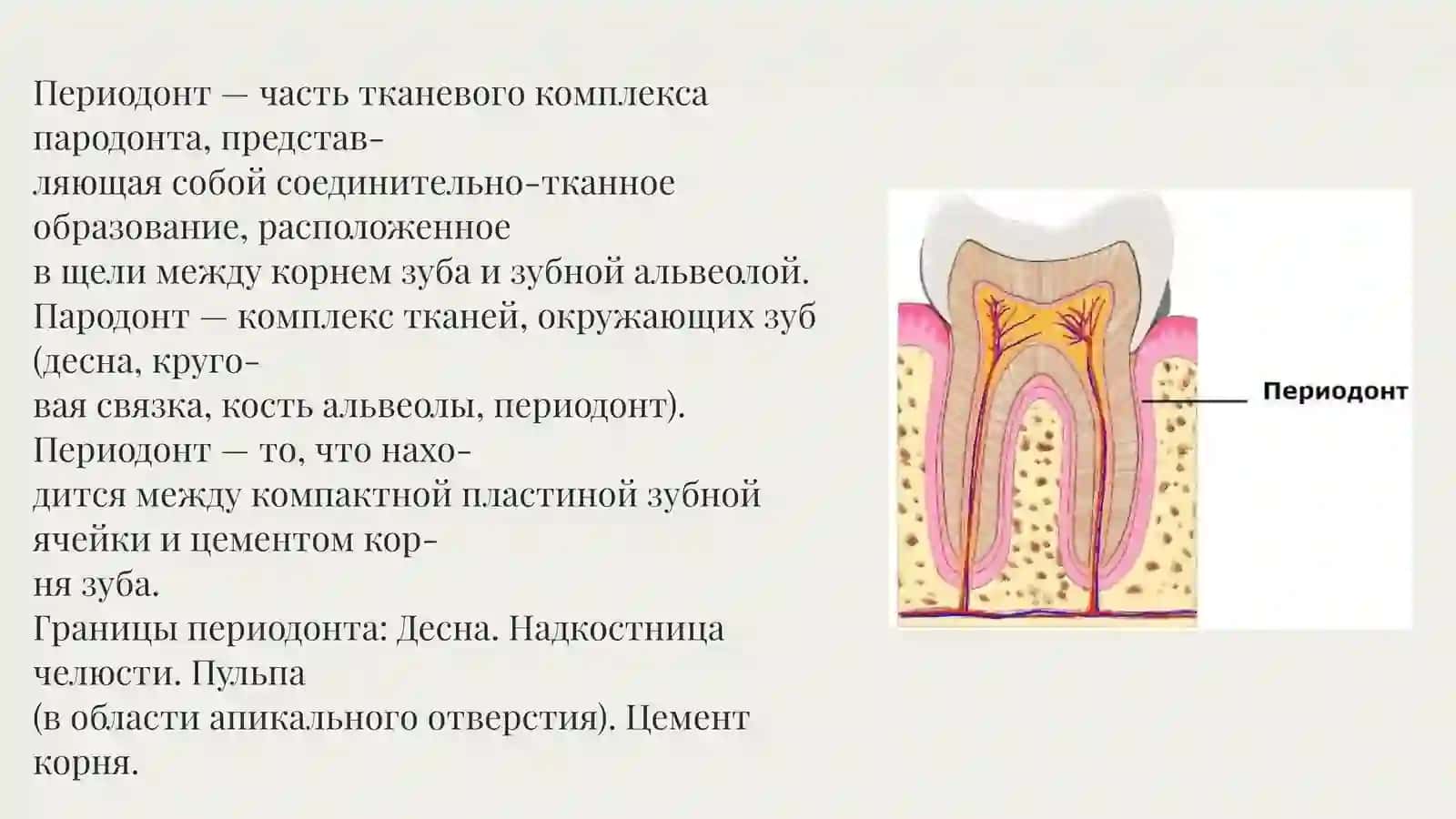 Периодонт 2