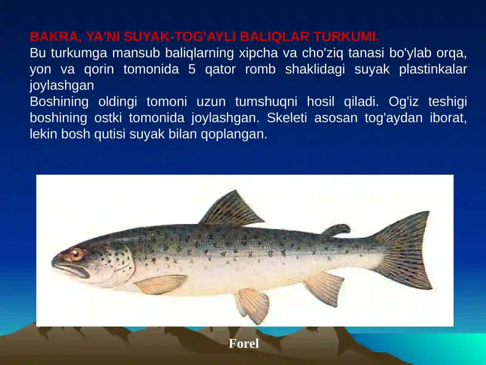 Suyakli baliqlar  sinfi, asosiy sistematik guruhlari va ahmiyati 2