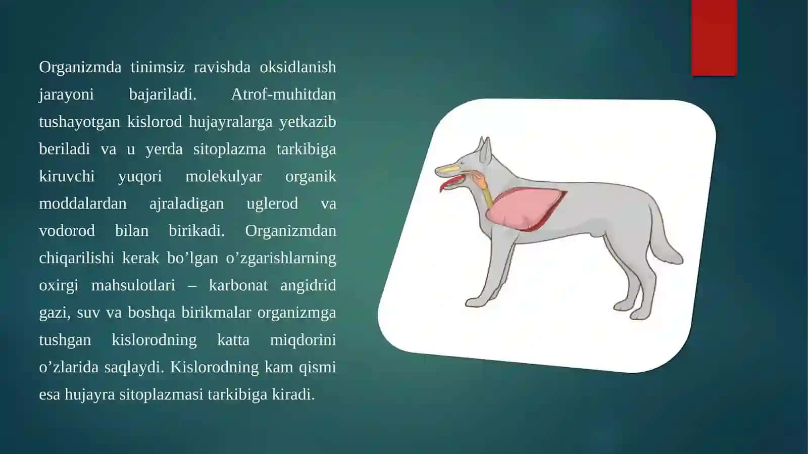 Nafas olish organlari anatomo-topografiyasi 2