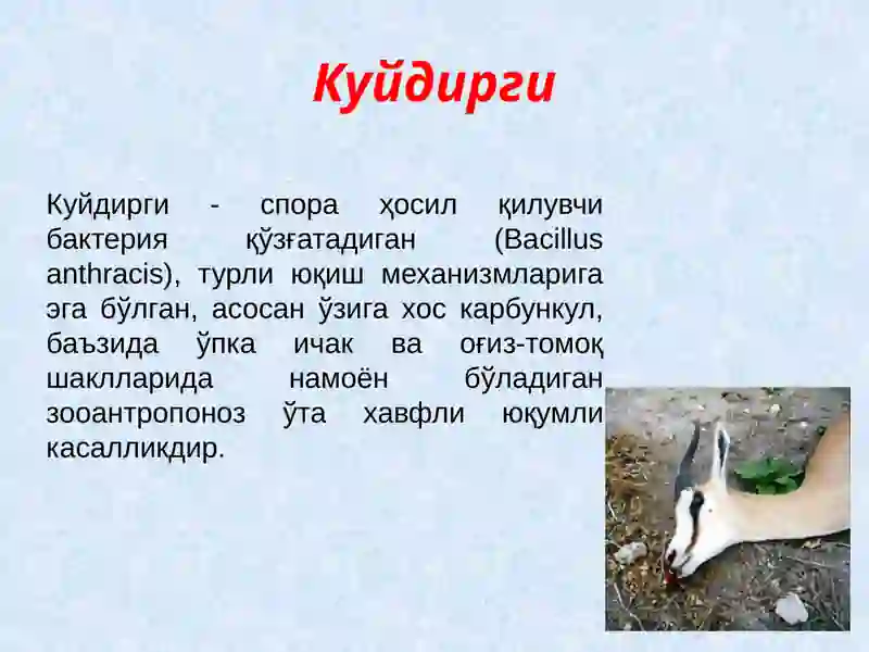 Куйдирги(Anthrax) 2